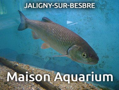 Maison Aquarium - Jaligny sur Besbre
